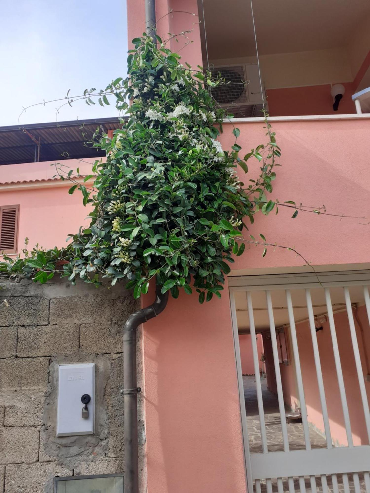 L'Agrifoglio Di Emy Bed and Breakfast Guspini Εξωτερικό φωτογραφία